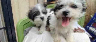 Mini Poodle y Terrier