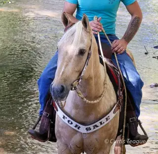 Horse for sale