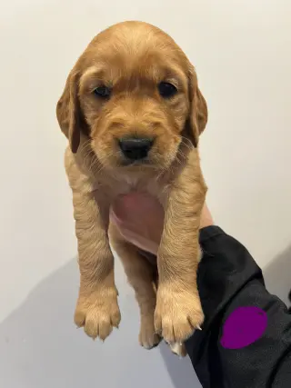 Golden Retriever puppy