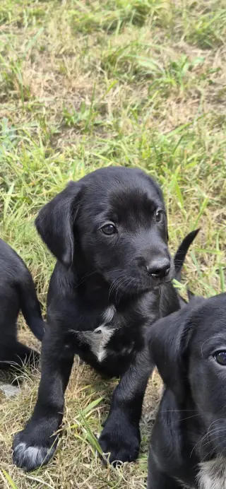 Adorable Black Labrador Puppies for Sale