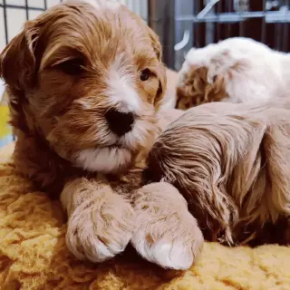 Adorables Cachorros Miniatura en Venta
