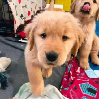 inttelligent and easy to train