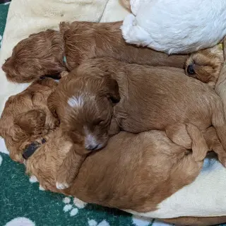 Adorables Cachorros Miniatura en Venta