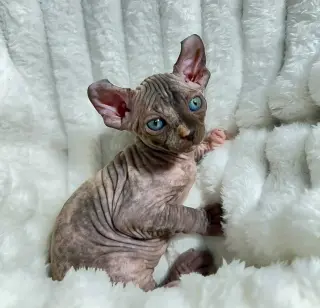 Beautiful sphynx kitten