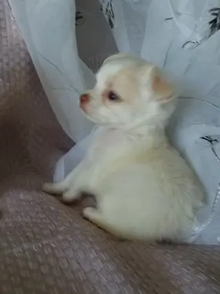 cachorros chihuahua de raza pura