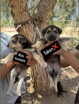 Cachorros que buscan amorosos para siempre
