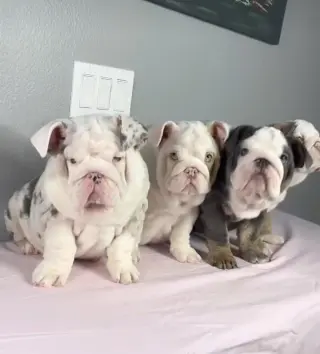 Hermoso Cachorros de Bulldog Inglés