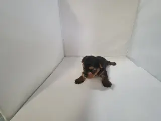 Yorkie small puppys