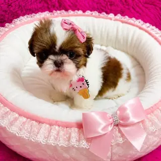 Hermoso Cachorro Shih Tzu en Venta