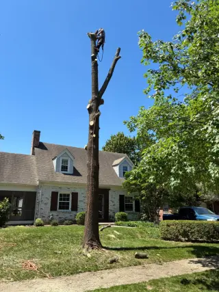 Benigno Perez Tree Services
