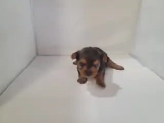 Yorkie small puppys