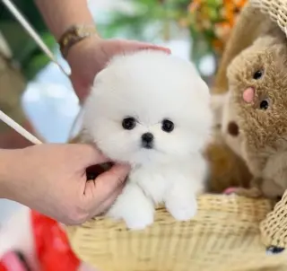 Pure breed puppies for sale