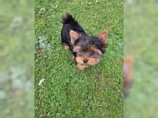 Pure Yorkshire Terrier Pups for Yorkshire lover