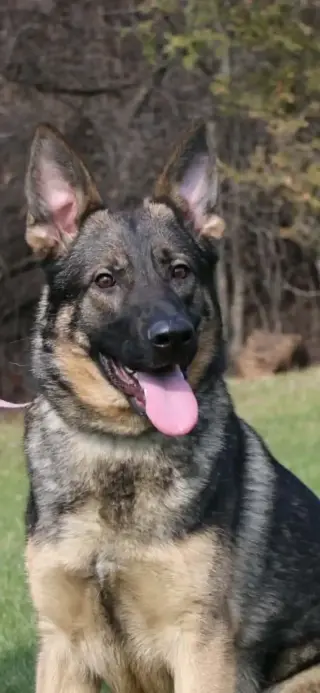 Working line German Shepherd Dog