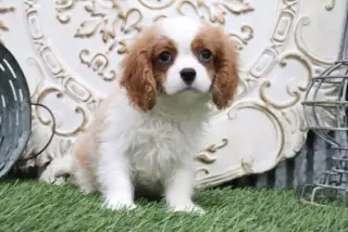 cavalier king charles spaniel puppies
