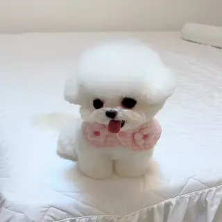 Adorable Cachorro Bichón Frisé en Venta