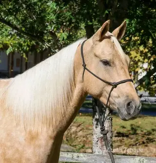 Horse for sale