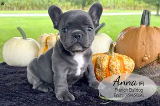 Cachorro Bulldog Francés Blue Macho 4389 **DISPONIBLE**