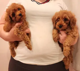Mini Goldendoodles disponibles