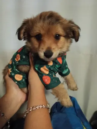 Lindo cachorro