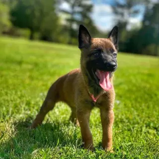 Belgian puppies for sale