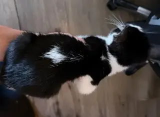 GATITA EN BUSCA DE UN HOGAR