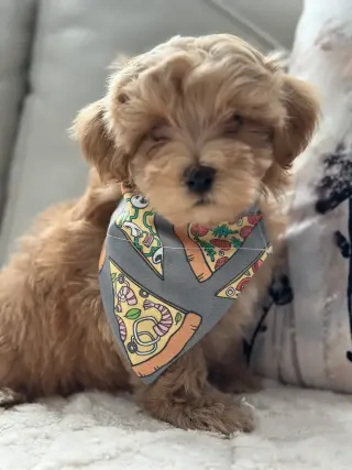 Upcoming Havapoo Litters