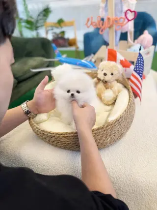Pomeranian puppies