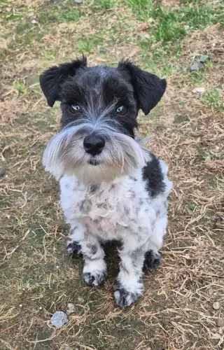 SCHNAUZER PATICOAT FLUFFIES
