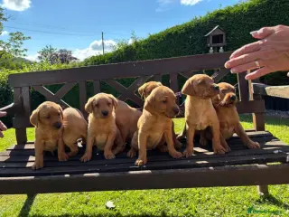 Introducing our adorable 9-week-old Labrador Retriever puppies.