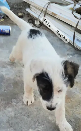 Cachorros en adopción $50