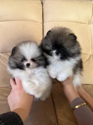 Adorables Cachorros Pomerania en Venta