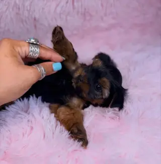 Healthy Adorable Teacup Yorkie Puppies Looking for a Loving Forever Home