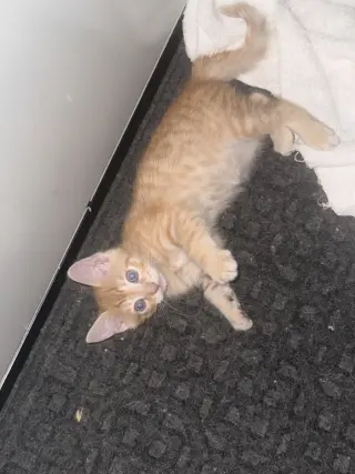 Regalo bebés gatitos