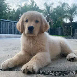 Intelligent and easy to train