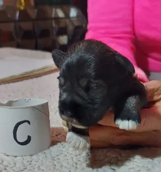 Miniature schnauzer puppies
