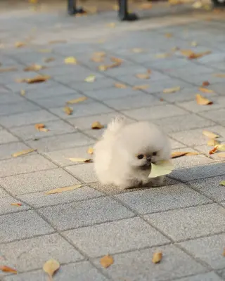 Adorable Cachorro Pomerania en Venta