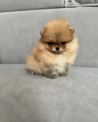 Hermoso Cachorro Pomerania en Venta