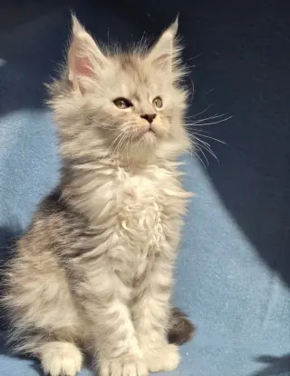 12 Week Old Maine Coon Kitten for Sale
