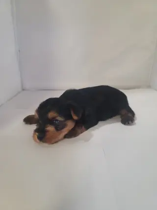 Yorkie small puppys