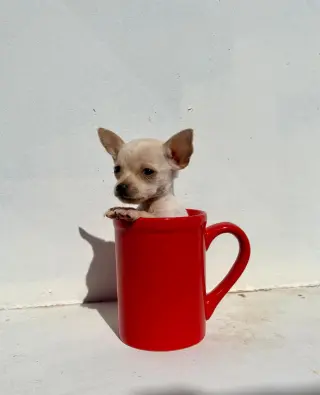 Adorable Cachorro Chihuahua en Venta