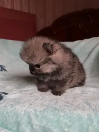 Adorable Cachorro Pomerania en Venta