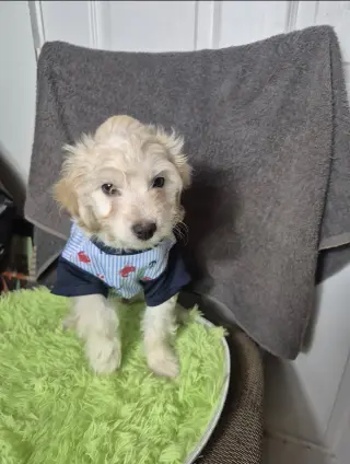 Lindo cachorro male