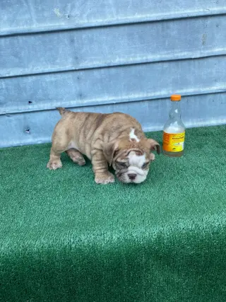 Mascotas