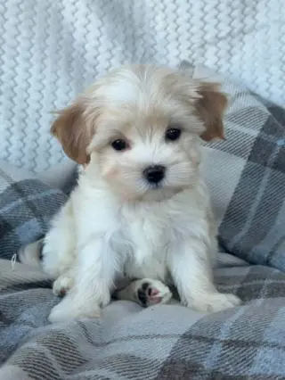 Adorable male puppy