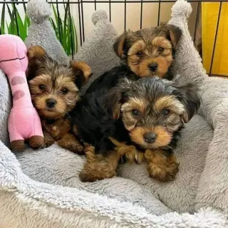 Cachorros de Yorkshire