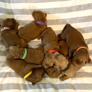 Our F1B Mini and Medium Goldendoodle puppies