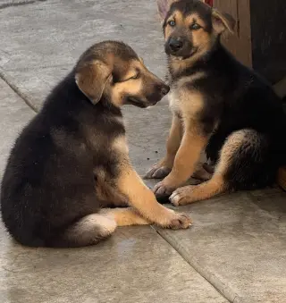 Cute puppies!