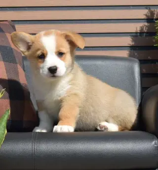 **Copper** Cachorro Pembroke Welsh Corgi Macho GDS 86560*****Se Vende*****