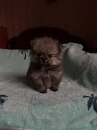 Adorable Cachorro Pomerania en Venta